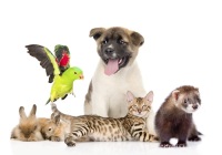 Всемирный день домашних животных (World Pets Day)